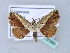  ( - BC ZSM Lep 31563)  @11 [ ] CreativeCommons - Attribution Non-Commercial Share-Alike (2010) Unspecified SNSB, Zoologische Staatssammlung Muenchen