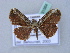  ( - BC ZSM Lep 31564)  @11 [ ] CreativeCommons - Attribution Non-Commercial Share-Alike (2010) Unspecified SNSB, Zoologische Staatssammlung Muenchen