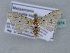  (Metaemene atrigutta - BC ZSM Lep 31574)  @13 [ ] CreativeCommons - Attribution Non-Commercial Share-Alike (2010) Unspecified SNSB, Zoologische Staatssammlung Muenchen