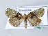  ( - BC ZSM Lep 31583)  @14 [ ] CreativeCommons - Attribution Non-Commercial Share-Alike (2010) Unspecified SNSB, Zoologische Staatssammlung Muenchen
