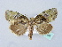  (Stenoloba - BC ZSM Lep 31584)  @14 [ ] CreativeCommons - Attribution Non-Commercial Share-Alike (2010) Unspecified SNSB, Zoologische Staatssammlung Muenchen