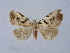  (Oglasa mediopallens - BC ZSM Lep 31586)  @11 [ ] CreativeCommons - Attribution Non-Commercial Share-Alike (2010) Unspecified SNSB, Zoologische Staatssammlung Muenchen