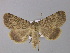 (Autophila limbata - BC ZSM Lep 31879)  @14 [ ] CreativeCommons - Attribution Non-Commercial Share-Alike (2010) Unspecified SNSB, Zoologische Staatssammlung Muenchen