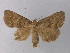  ( - BC ZSM Lep 31880)  @14 [ ] CreativeCommons - Attribution Non-Commercial Share-Alike (2010) Unspecified SNSB, Zoologische Staatssammlung Muenchen