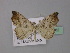  (Laspeyria flexula - BC ZSM Lep 31882)  @14 [ ] CreativeCommons - Attribution Non-Commercial Share-Alike (2010) Unspecified SNSB, Zoologische Staatssammlung Muenchen