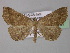  ( - BC ZSM Lep 31887)  @14 [ ] CreativeCommons - Attribution Non-Commercial Share-Alike (2010) Unspecified SNSB, Zoologische Staatssammlung Muenchen