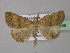  ( - BC ZSM Lep 31888)  @13 [ ] CreativeCommons - Attribution Non-Commercial Share-Alike (2010) Unspecified SNSB, Zoologische Staatssammlung Muenchen