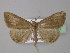  ( - BC ZSM Lep 31891)  @11 [ ] CreativeCommons - Attribution Non-Commercial Share-Alike (2010) Unspecified SNSB, Zoologische Staatssammlung Muenchen