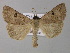  ( - BC ZSM Lep 31904)  @13 [ ] CreativeCommons - Attribution Non-Commercial Share-Alike (2010) Unspecified SNSB, Zoologische Staatssammlung Muenchen