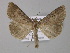 ( - BC ZSM Lep 31905)  @14 [ ] CreativeCommons - Attribution Non-Commercial Share-Alike (2010) Unspecified SNSB, Zoologische Staatssammlung Muenchen