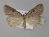  ( - BC ZSM Lep 31906)  @14 [ ] CreativeCommons - Attribution Non-Commercial Share-Alike (2010) Unspecified SNSB, Zoologische Staatssammlung Muenchen