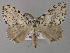  ( - BC ZSM Lep 31912)  @14 [ ] CreativeCommons - Attribution Non-Commercial Share-Alike (2010) Unspecified SNSB, Zoologische Staatssammlung Muenchen