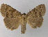  (Apopestes - BC ZSM Lep 31914)  @15 [ ] CreativeCommons - Attribution Non-Commercial Share-Alike (2010) Unspecified SNSB, Zoologische Staatssammlung Muenchen