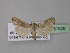  ( - BC ZSM Lep 31926)  @13 [ ] CreativeCommons - Attribution Non-Commercial Share-Alike (2010) Unspecified SNSB, Zoologische Staatssammlung Muenchen