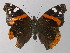  ( - BC ZSM Lep 31944)  @13 [ ] CreativeCommons - Attribution Non-Commercial Share-Alike (2010) Unspecified SNSB, Zoologische Staatssammlung Muenchen