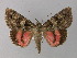  ( - BC ZSM Lep 31947)  @11 [ ] CreativeCommons - Attribution Non-Commercial Share-Alike (2010) Unspecified SNSB, Zoologische Staatssammlung Muenchen