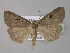  (Stilbia - BC ZSM Lep 31954)  @14 [ ] CreativeCommons - Attribution Non-Commercial Share-Alike (2010) Unspecified SNSB, Zoologische Staatssammlung Muenchen