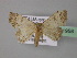  ( - BC ZSM Lep 31958)  @14 [ ] CreativeCommons - Attribution Non-Commercial Share-Alike (2010) Unspecified SNSB, Zoologische Staatssammlung Muenchen