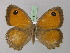  ( - BC ZSM Lep 31971)  @14 [ ] CreativeCommons - Attribution Non-Commercial Share-Alike (2010) Unspecified SNSB, Zoologische Staatssammlung Muenchen