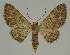  (Eupithecia tornolopha - BC EF Alc 00457)  @14 [ ] Copyright (2010) Unspecified Research Collection of Egbert Friedrich