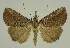  (Hypena sp. EF02 - BC EF Alc 00626)  @14 [ ] Copyright (2010) Unspecified Research Collection of Egbert Friedrich