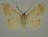  (Syneora lithinaEF01 - BC EF Alc 00785)  @13 [ ] Copyright (2010) Unspecified Research Collection of Egbert Friedrich