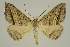  (Loxioda hampsoni PS1 - BC EF Alc 00873)  @14 [ ] Copyright (2010) Unspecified Research Collection of Egbert Friedrich
