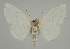  ( - BC EF Alc 01196)  @13 [ ] Copyright (2010) Unspecified Research Collection of Egbert Friedrich