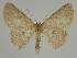  (Cyclophora EF01 - BC EF Alc 01371)  @14 [ ] Copyright (2010) Unspecified Research Collection of Egbert Friedrich