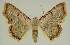  (Enispa phaeopa PS1 - BC EF Alc 01397)  @14 [ ] Copyright (2010) Unspecified Research Collection of Egbert Friedrich