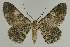  ( - BC EF Alc 01420)  @14 [ ] Copyright (2010) Unspecified Research Collection of Egbert Friedrich