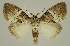  (Acatapaustus mesoleuca - BC EF Alc 01429)  @15 [ ] Copyright (2010) Unspecified Research Collection of Egbert Friedrich