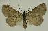  ( - BC EF Alc 01445)  @13 [ ] Copyright (2010) Unspecified Research Collection of Egbert Friedrich