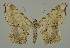  (Macaria tessellata - BC EF Alc 01481)  @14 [ ] Copyright (2010) Unspecified Research Collection of Egbert Friedrich