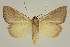  ( - BC EF Lep 02531)  @13 [ ] Copyright (2010) Unspecified Research Collection of Egbert Friedrich