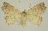  ( - BC EF Lep 02541)  @13 [ ] Copyright (2010) Unspecified Research Collection of Egbert Friedrich