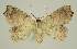  ( - BC EF Lep 02542)  @13 [ ] Copyright (2010) Unspecified Research Collection of Egbert Friedrich