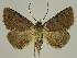  ( - BC EF Lep 02547)  @14 [ ] Copyright (2010) Unspecified Research Collection of Egbert Friedrich