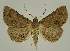  ( - BC EF Lep 02548)  @14 [ ] Copyright (2010) Unspecified Research Collection of Egbert Friedrich