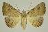  ( - BC EF Lep 02553)  @14 [ ] Copyright (2010) Unspecified Research Collection of Egbert Friedrich