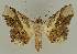  ( - BC EF Lep 02566)  @14 [ ] Copyright (2010) Unspecified Research Collection of Egbert Friedrich
