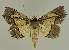  ( - BC EF Lep 02568)  @13 [ ] Copyright (2010) Unspecified Research Collection of Egbert Friedrich