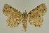  ( - BC EF Lep 02569)  @13 [ ] Copyright (2010) Unspecified Research Collection of Egbert Friedrich
