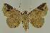  (ZethesNAG - BC EF Lep 02575)  @14 [ ] Copyright (2010) Unspecified Research Collection of Egbert Friedrich