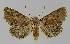  ( - BC EF Lep 01113)  @14 [ ] Copyright (2010) Unspecified Research Collection of Egbert Friedrich