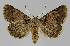  ( - BC EF Lep 01115)  @14 [ ] Copyright (2010) Unspecified Research Collection of Egbert Friedrich