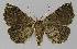  ( - BC EF Lep 01119)  @13 [ ] Copyright (2010) Unspecified Research Collection of Egbert Friedrich