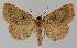  ( - BC EF Lep 01124)  @12 [ ] Copyright (2010) Unspecified Research Collection of Egbert Friedrich