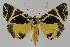  ( - BC EF Lep 01125)  @14 [ ] Copyright (2010) Unspecified Research Collection of Egbert Friedrich