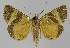  ( - BC EF Lep 01125)  @13 [ ] Copyright (2010) Unspecified Research Collection of Egbert Friedrich